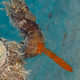 Illustration for article titled These Photos Show the Alien Beauty of Life Underwater